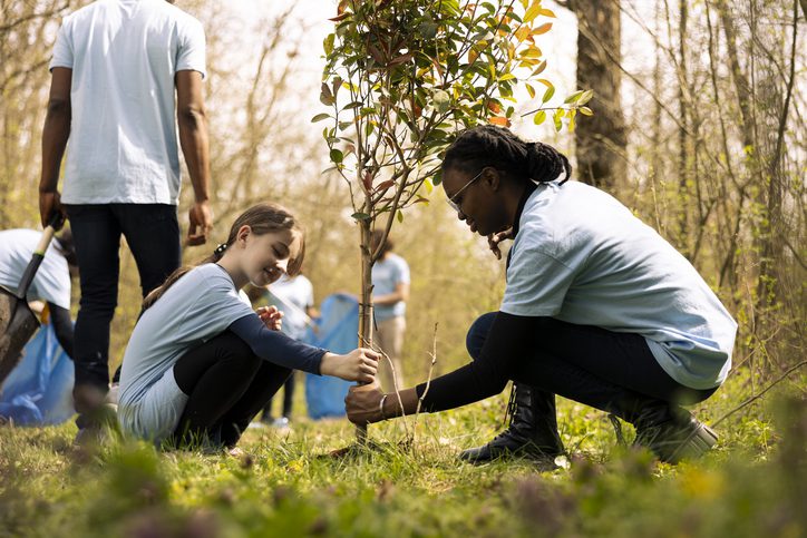 People planting a tree in a forest.